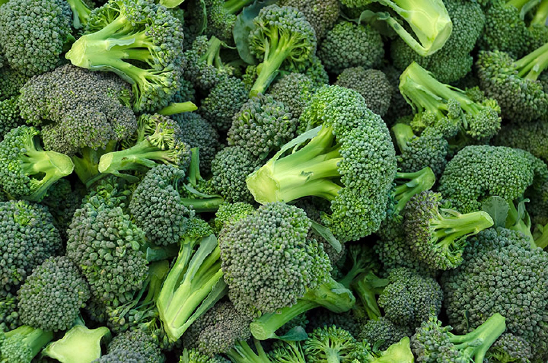 Bulk Buy Broccoli Wholesale | KFF
