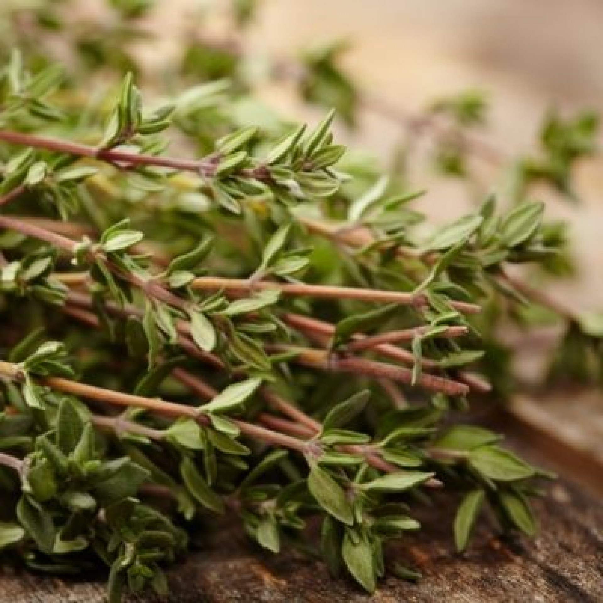 Bulk Buy Fresh Thyme Wholesale KFF
