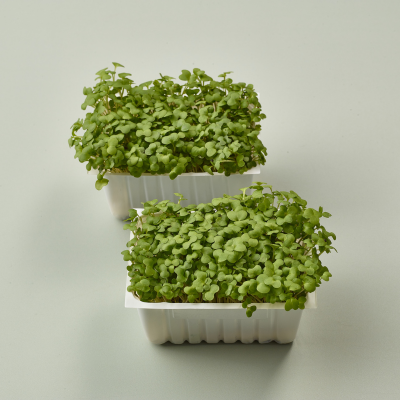 Mustard & Cress