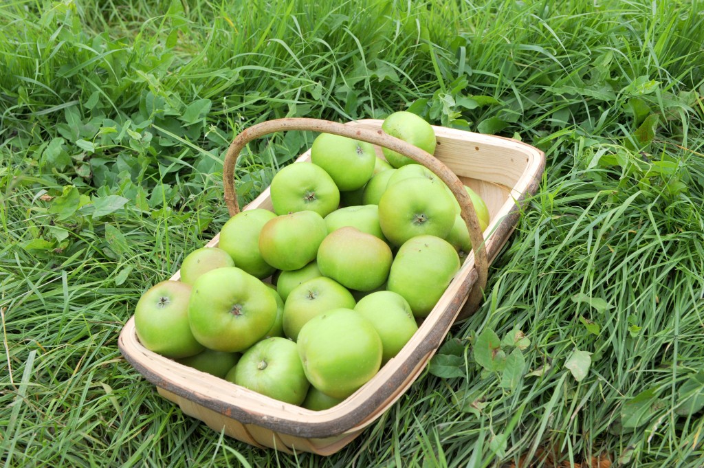 Green Apples Seasonal