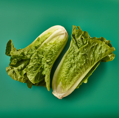 Green Batavia Lettuce