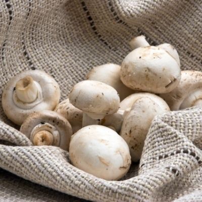 Mushroom Closed Cup