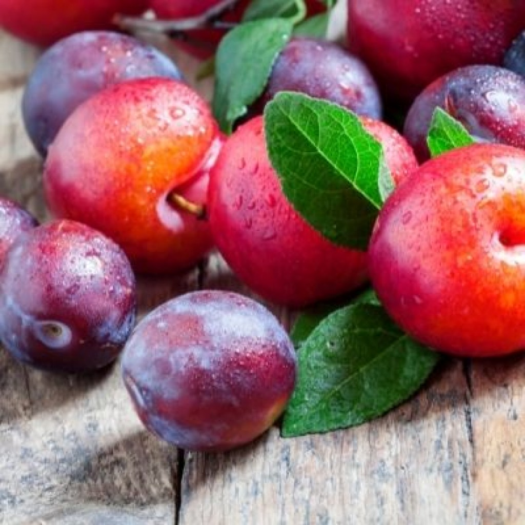 Bulk Buy Plums Wholesale KFF