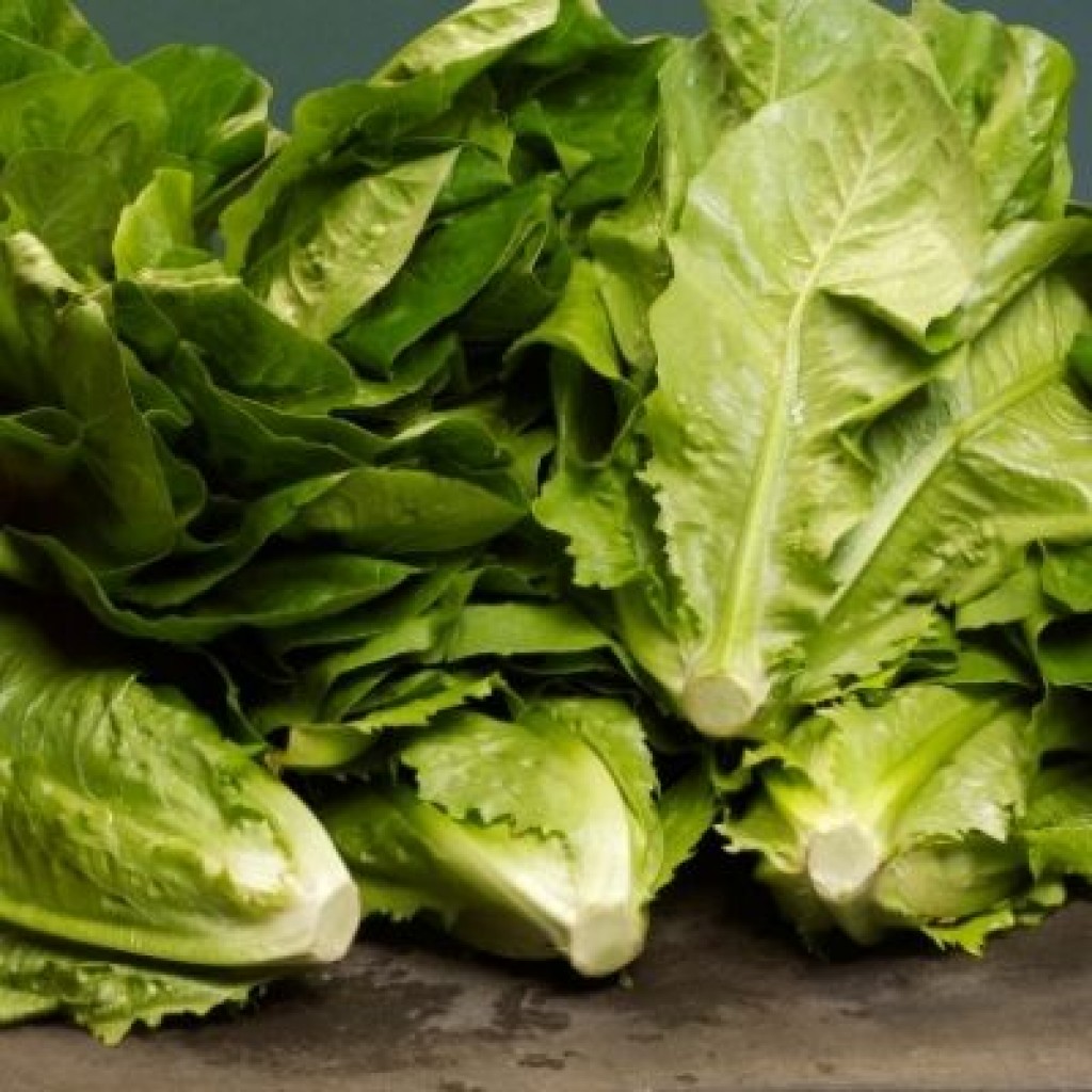 Cos Lettuce