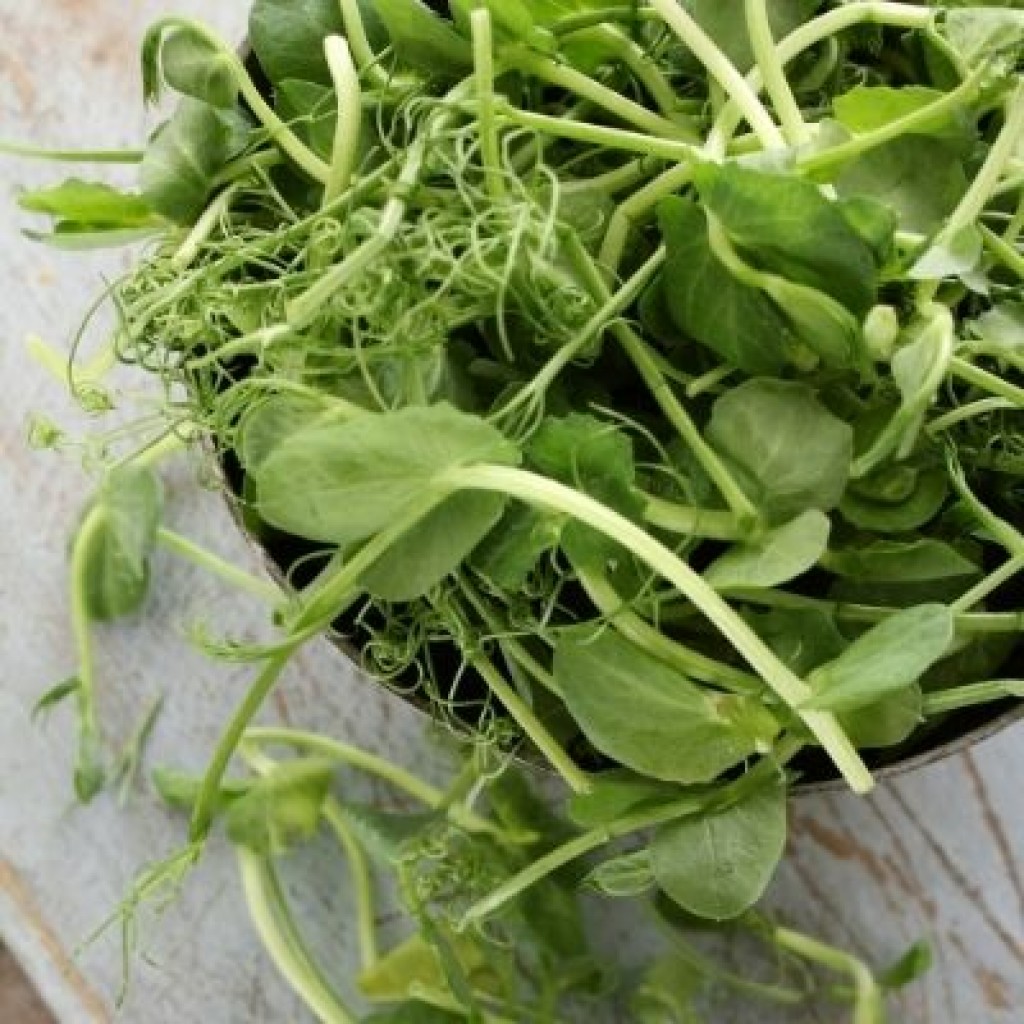 Pea Shoots (Cut)