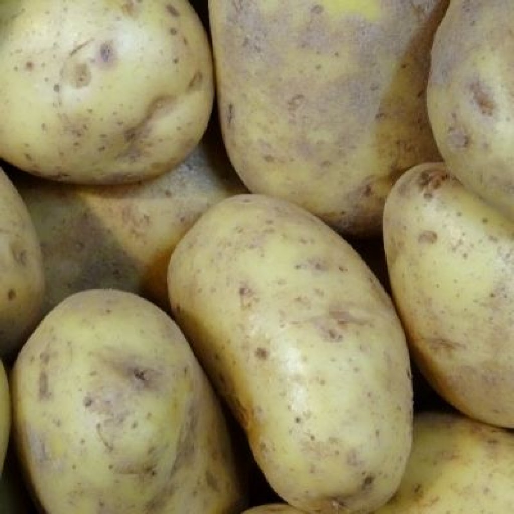 Maris Piper Potatoes