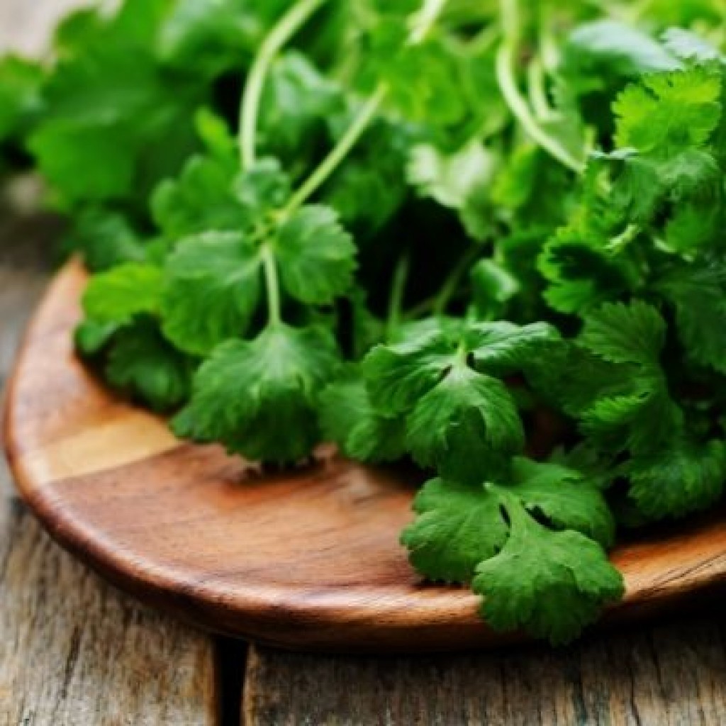 Coriander