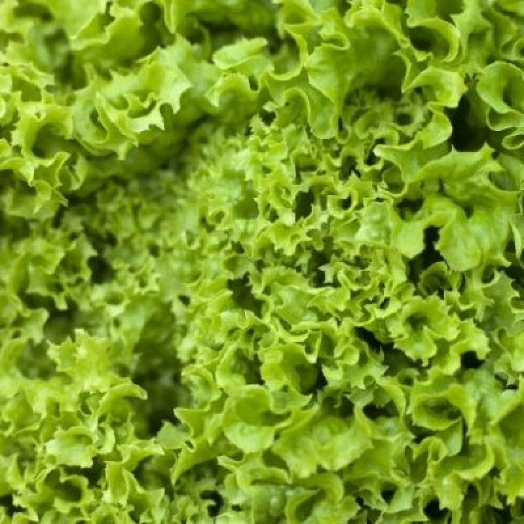 Green Batavia Lettuce