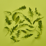 Roquette Leaves