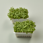 Mustard & Cress