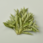 Fresh Sage