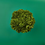 Green Batavia Lettuce