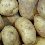 Potato Maris Piper
