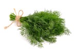 Fresh Herbs Dill