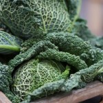 Savoy Cabbage