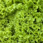 Green Batavia Lettuce