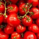 Intense Tomatoes
